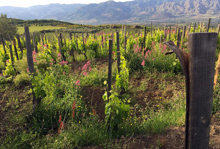 Vins naturals, un estil controvertit